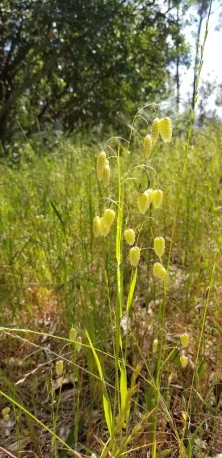 Briza maxima — search result for 'Azores'
