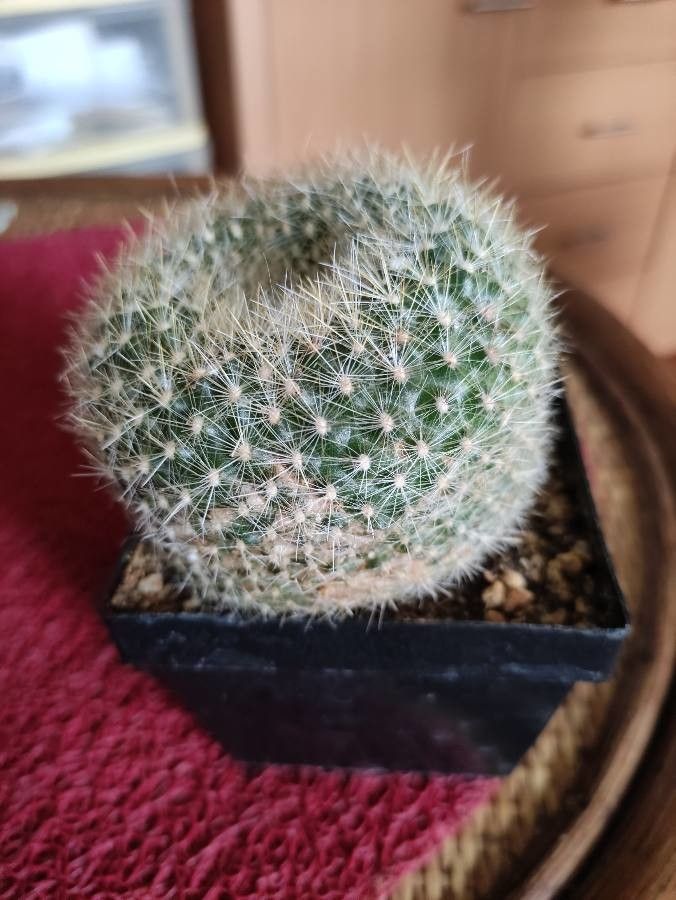 Parodia haselbergii — plants for gifts houseplant