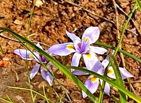 Moraea setifolia flower