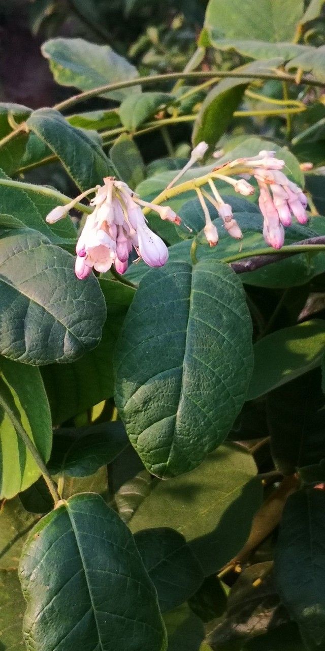 Amalocalyx microlobus leaf
