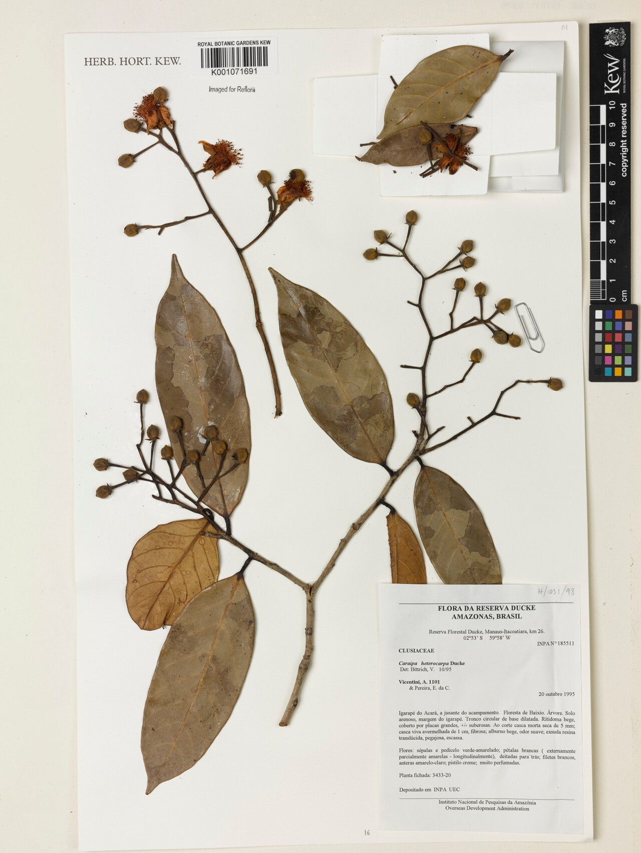 Caraipa heterocarpa flower