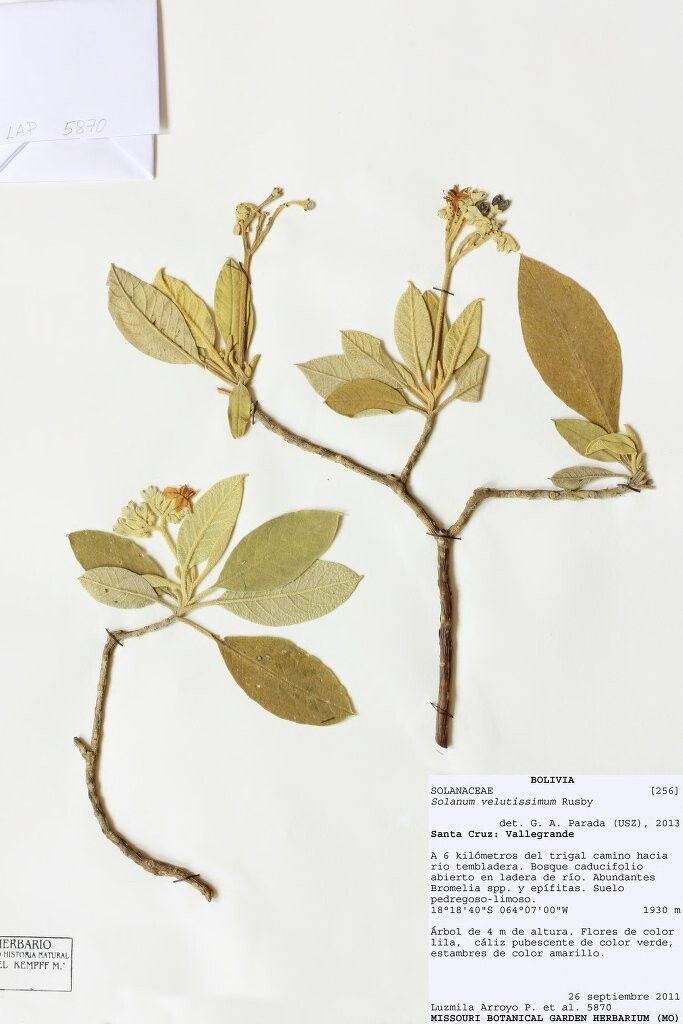 Solanum velutissimum — houseplant care guide