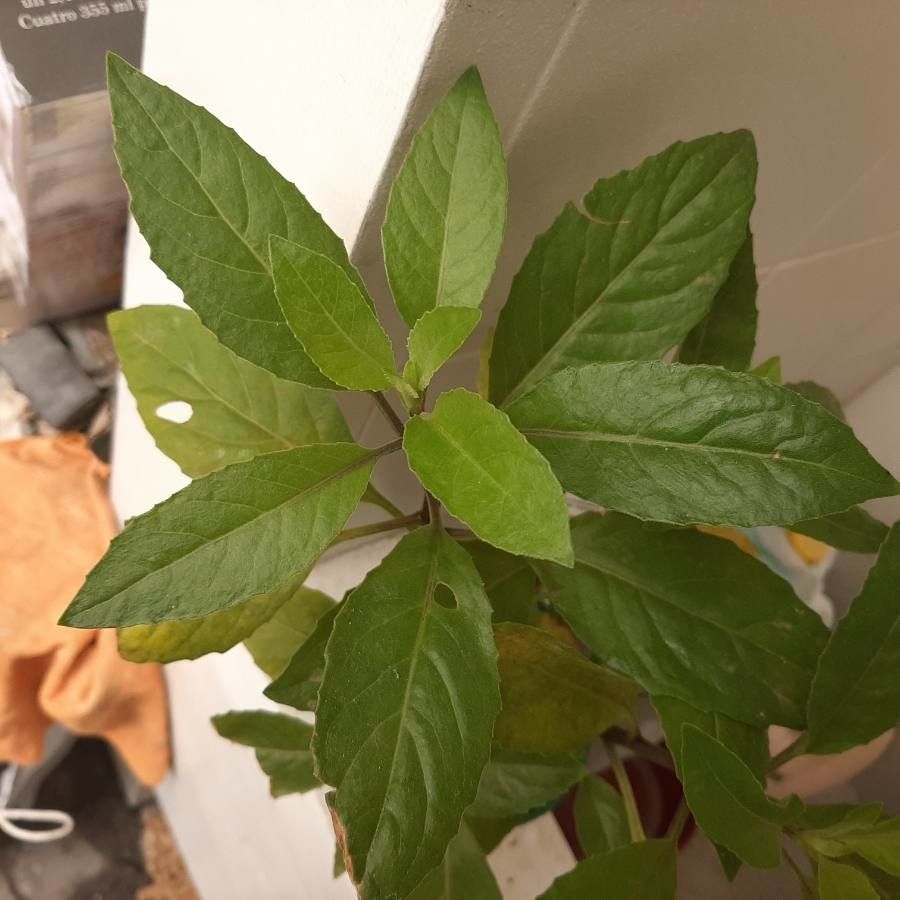 Angelica keiskei — search result for 'Angelica'