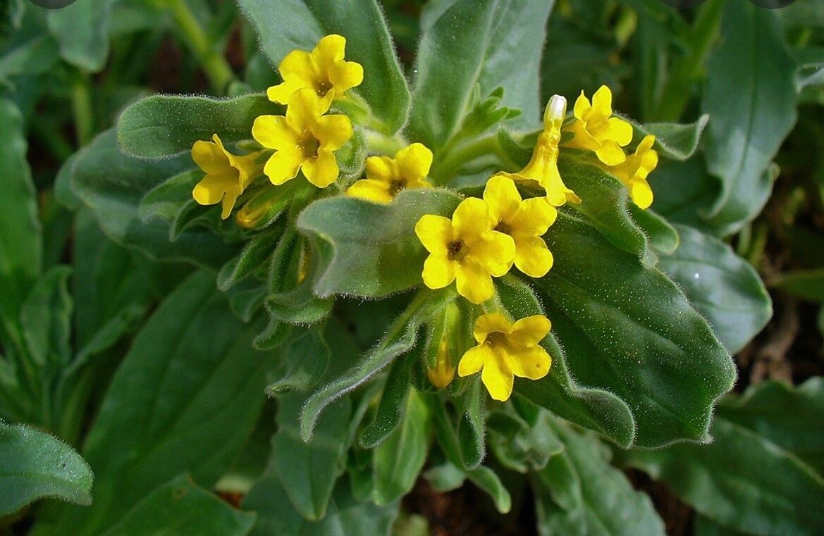 Alkanna graeca — related species from the same genus