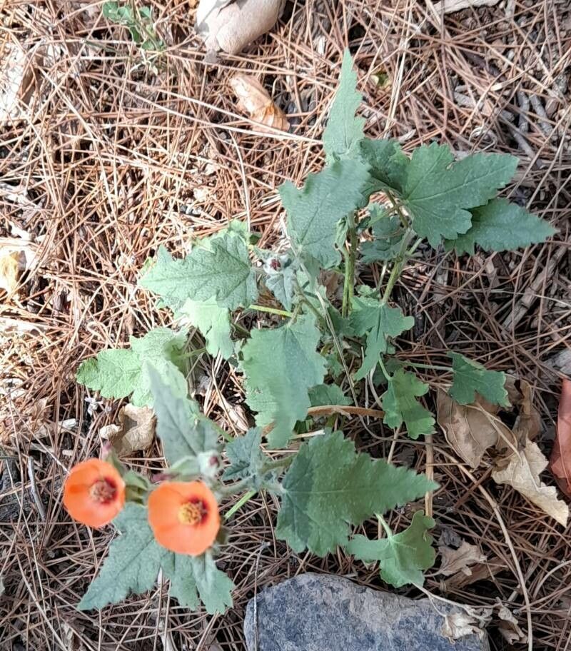 Sphaeralcea miniata habit