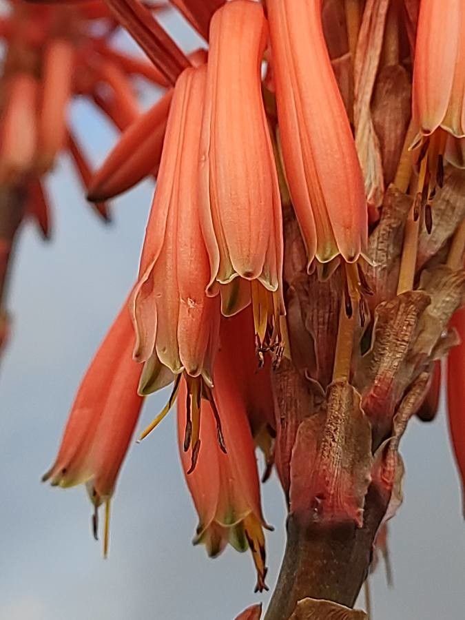 Aloe pluridens flower