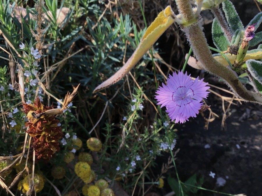 Dianthus juniperinus — search result for 'Dianthus'