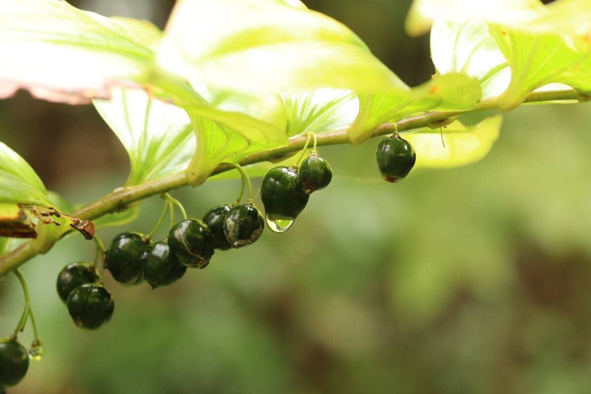 Polygonatum falcatum fruit