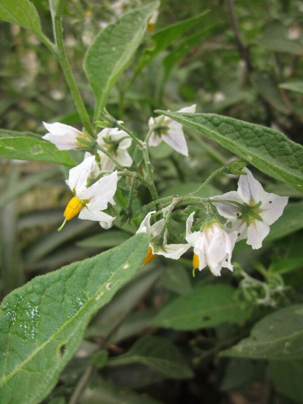 Solanum cochabambense flower