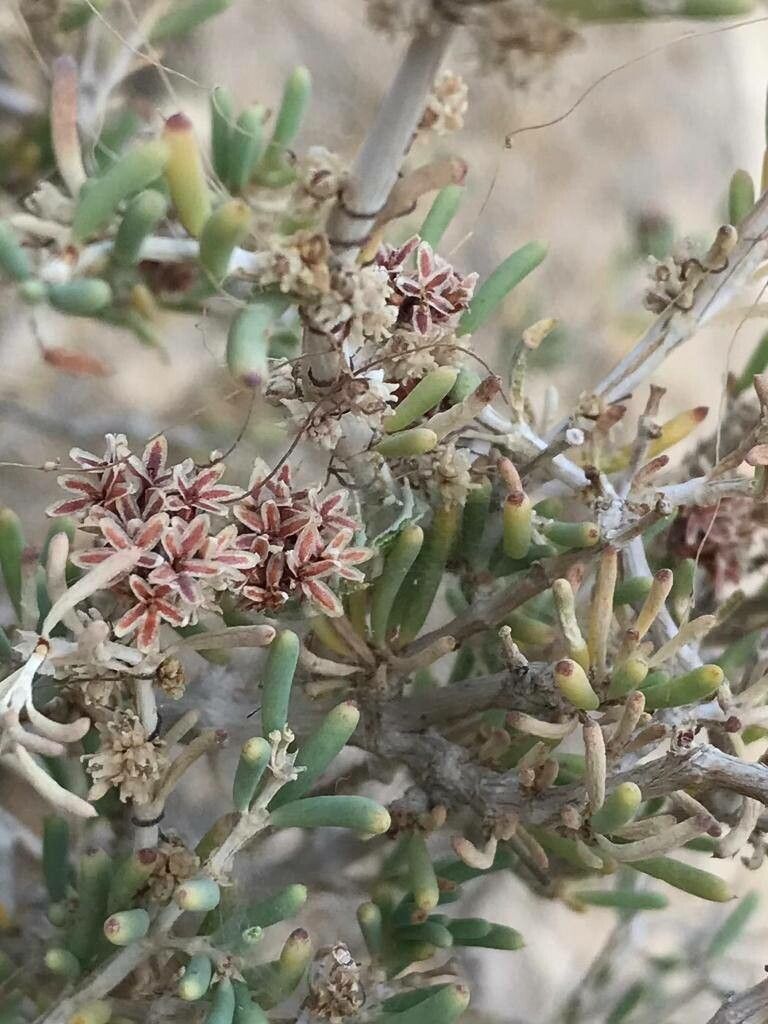Gymnocarpos decandrus fruit