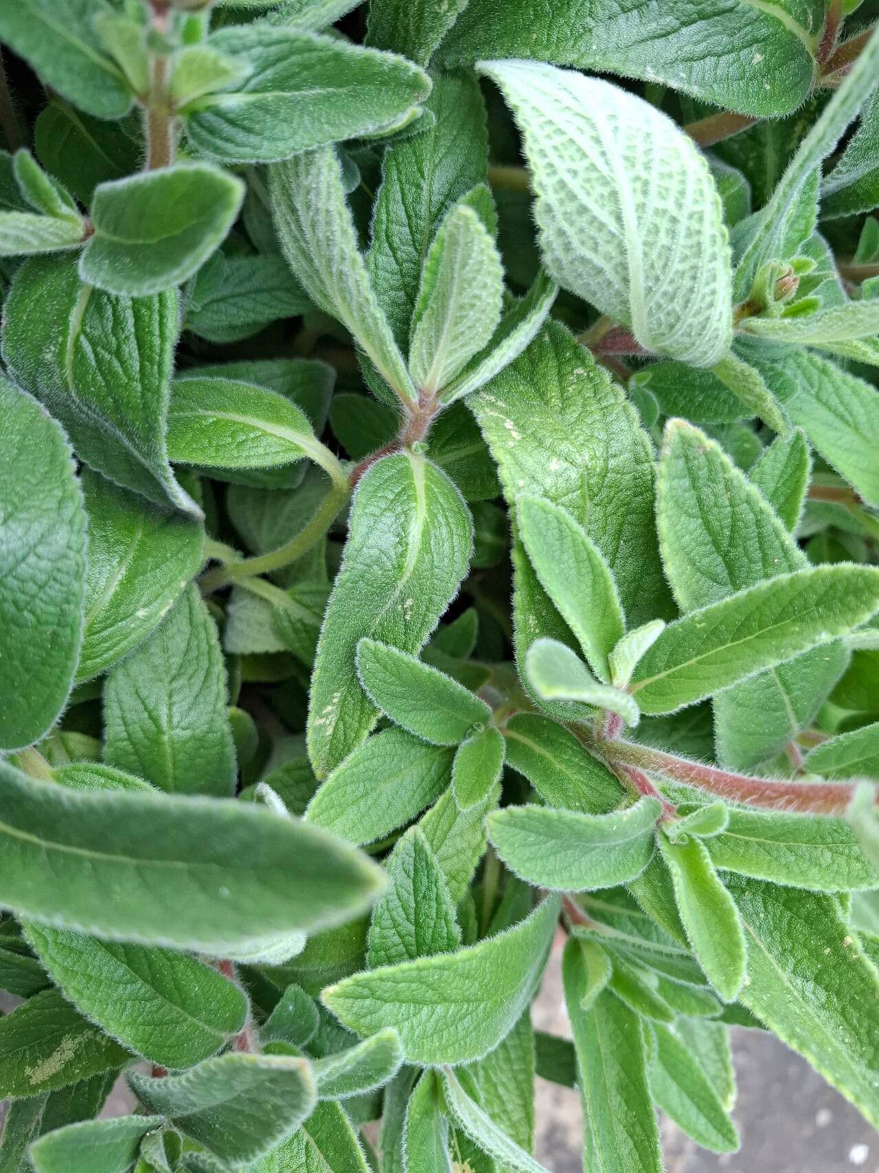 Sinningia tubiflora — search result for 'Gesneriaceae'