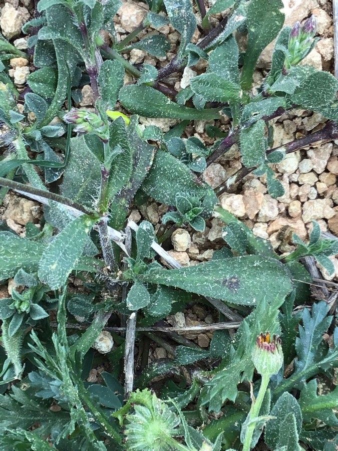 Silene colorata leaf
