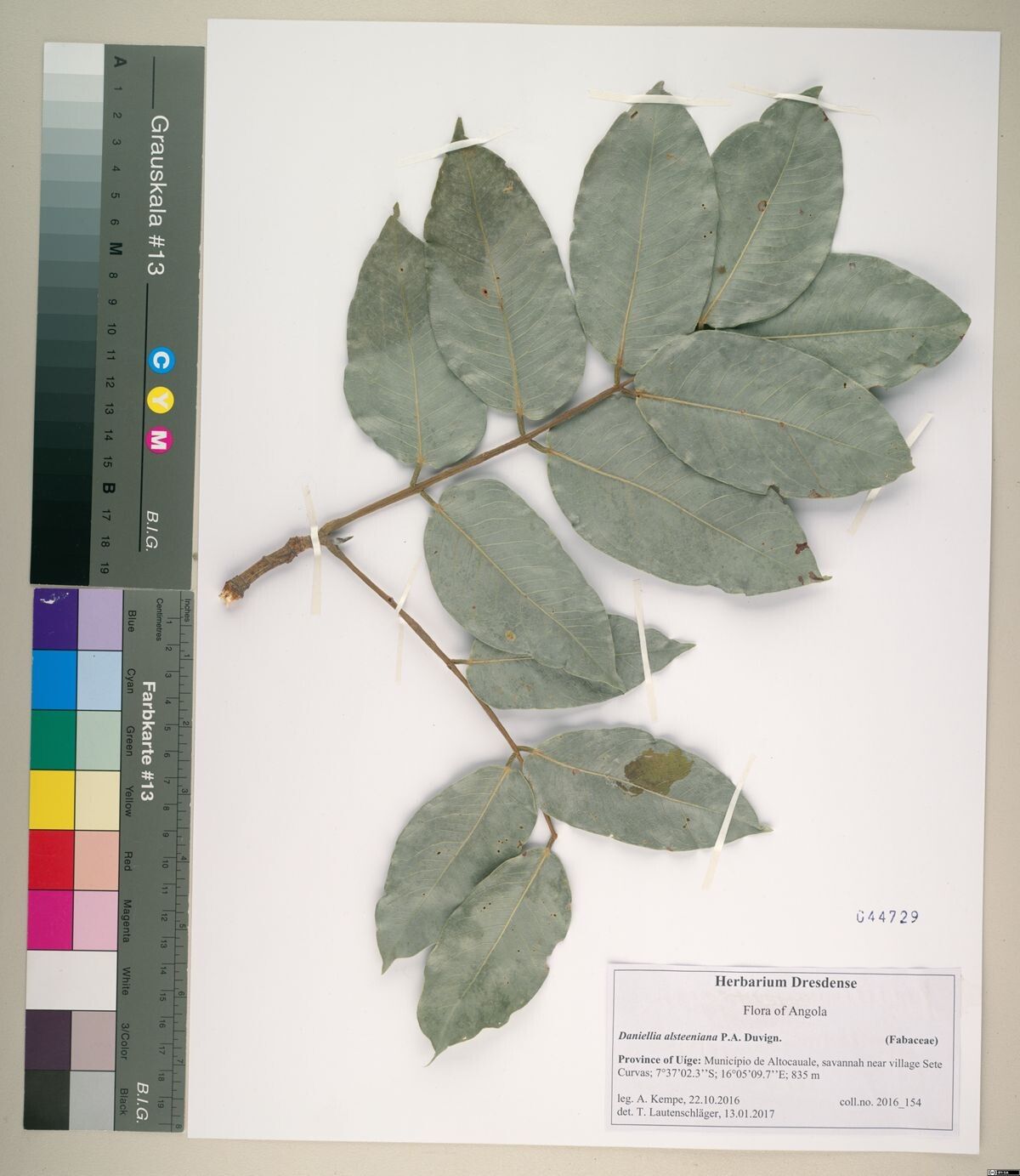 Daniellia alsteeniana — related species from the same genus