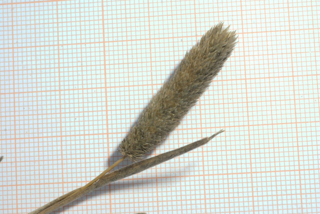 Rostraria litorea flower