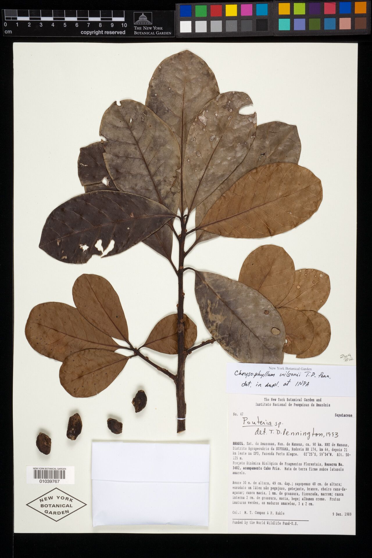 Chrysophyllum wilsonii — houseplant care guide