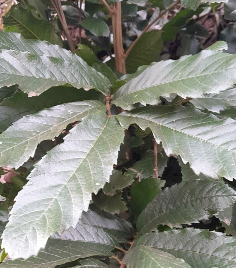 Cupania vernalis — houseplant care guide