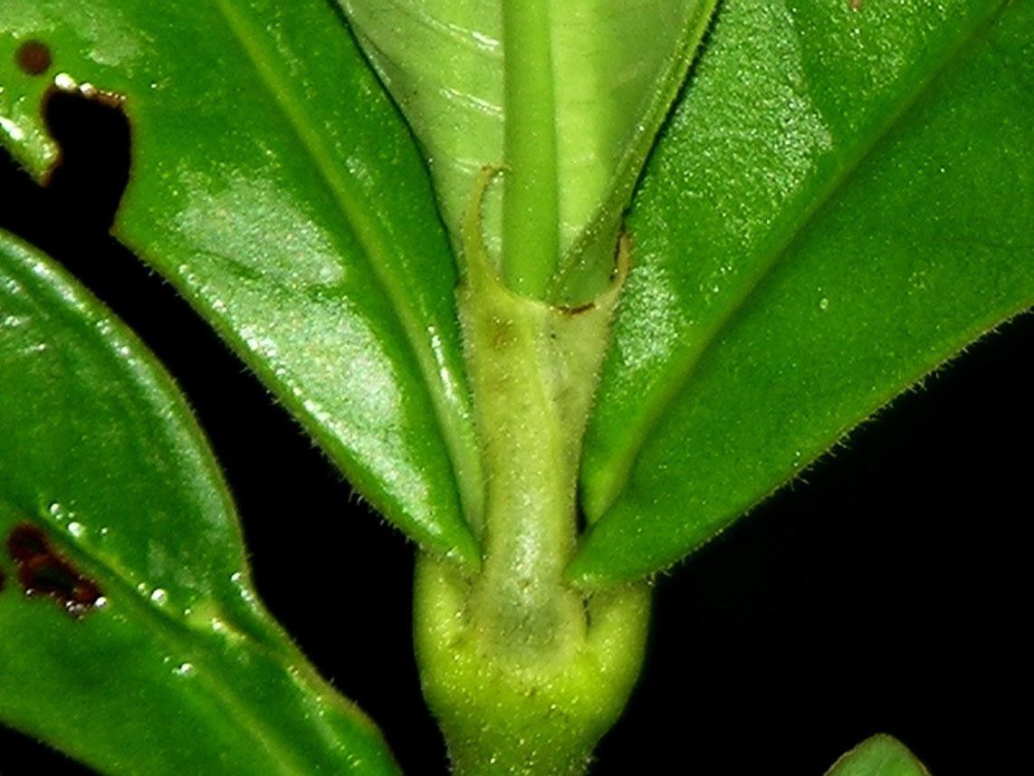 Piper pallidifolium bark