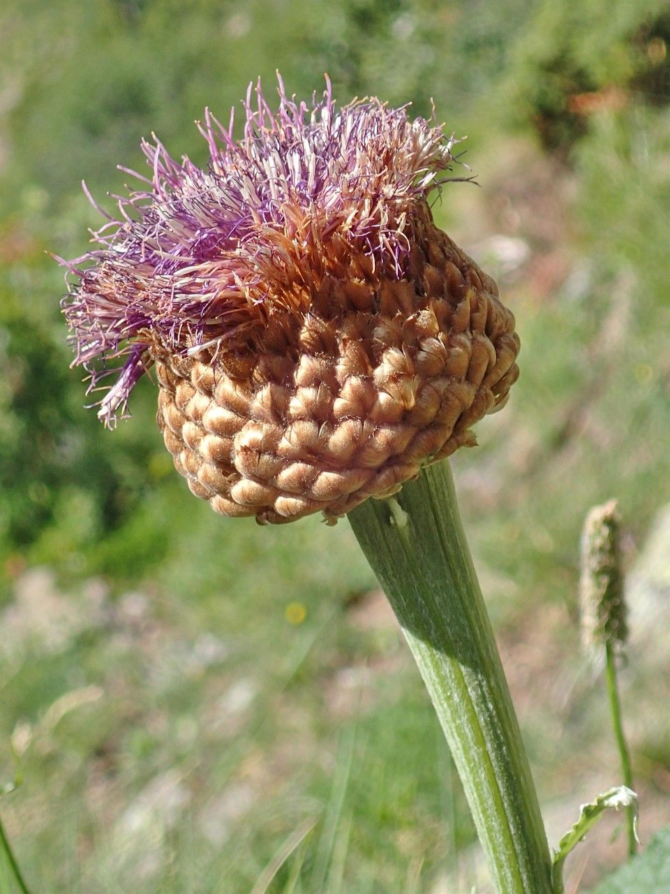 Rhaponticum scariosum fruit
