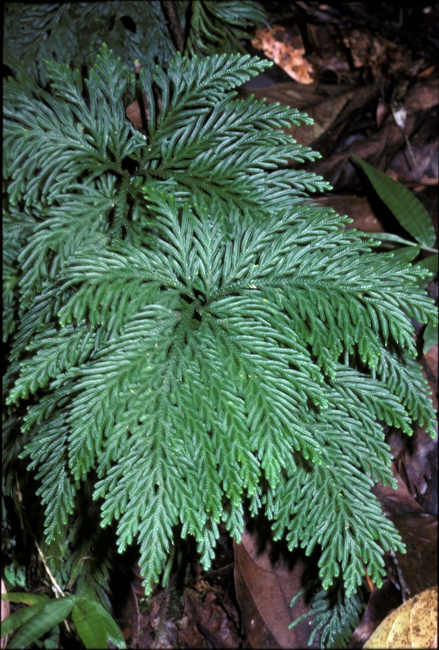 Selaginella flabellata bark