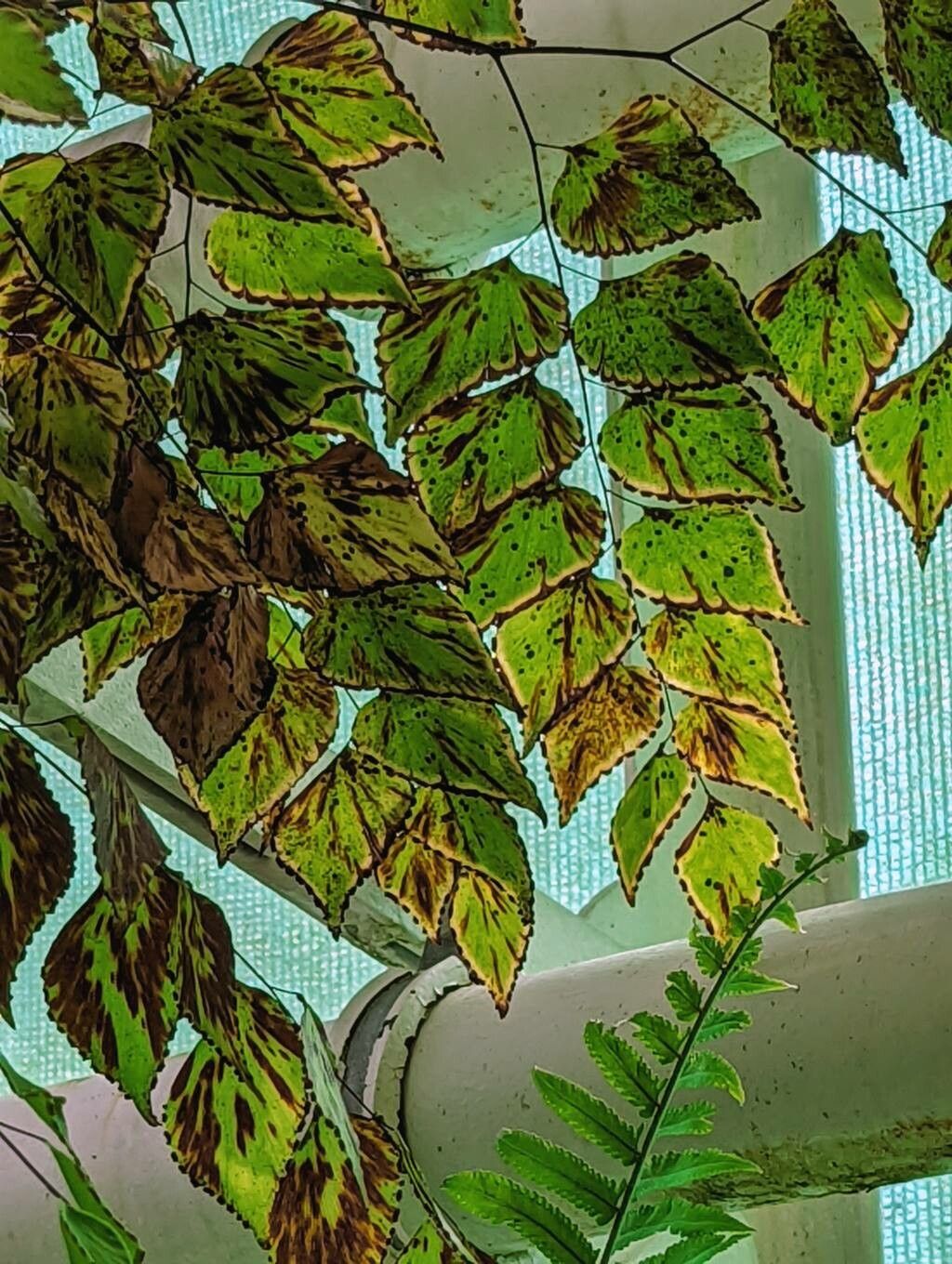 Adiantum anceps leaf