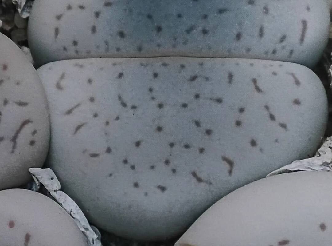 Dinteranthus puberulus leaf