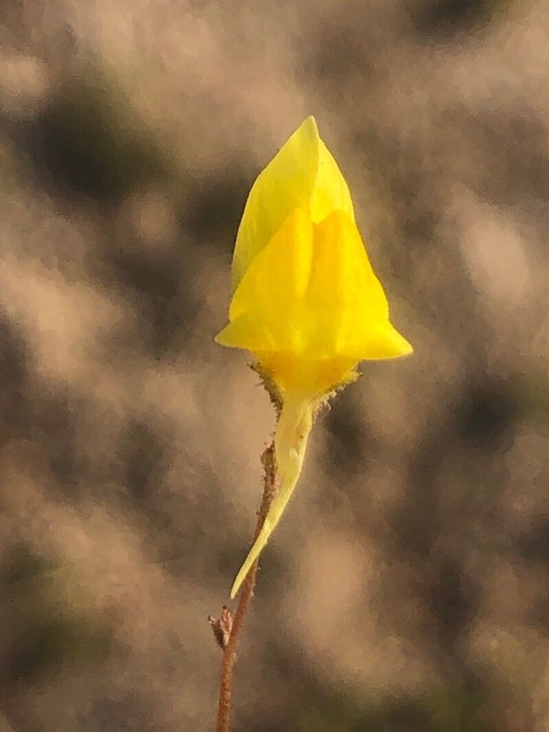 Linaria spartea flower