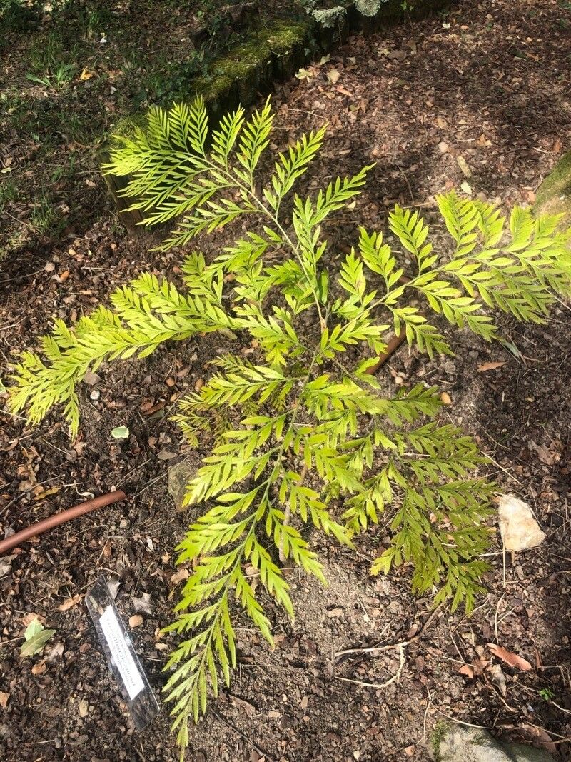 Grevillea flexuosa — search result for 'Grevillea'