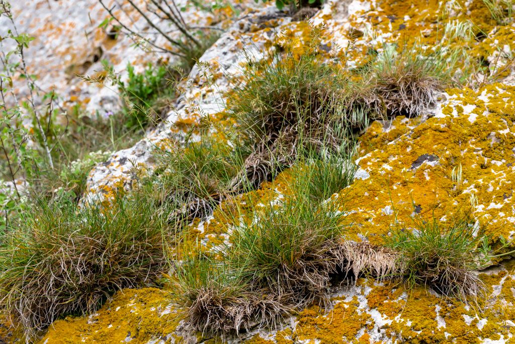 Festuca christianii-bernardii habit