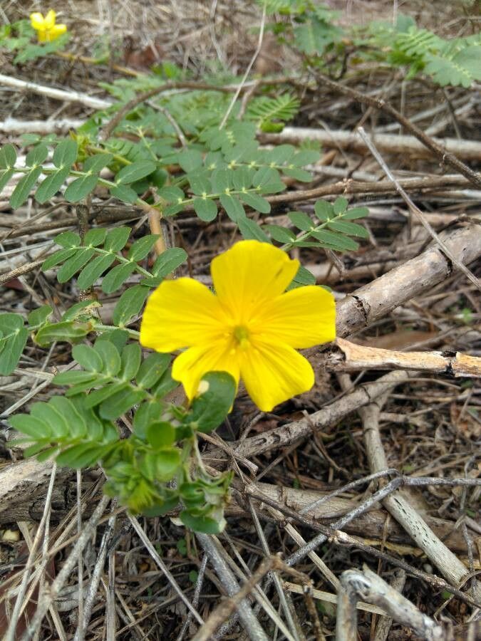 Tribulus cistoides flower