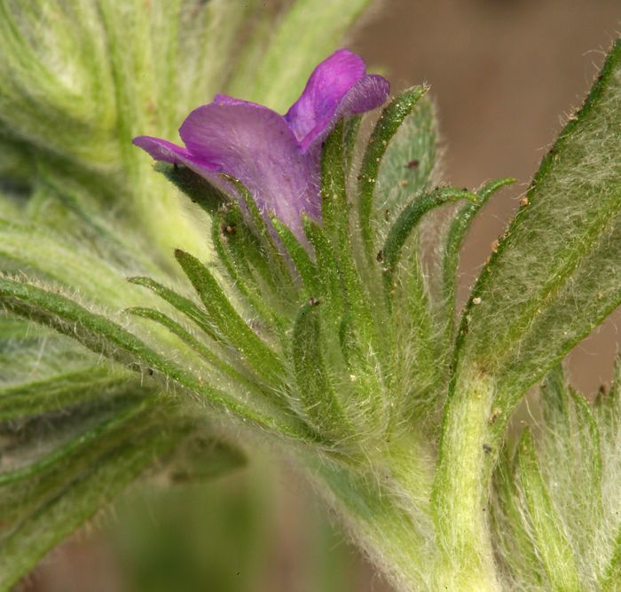 Nama lobbii — houseplant care guide