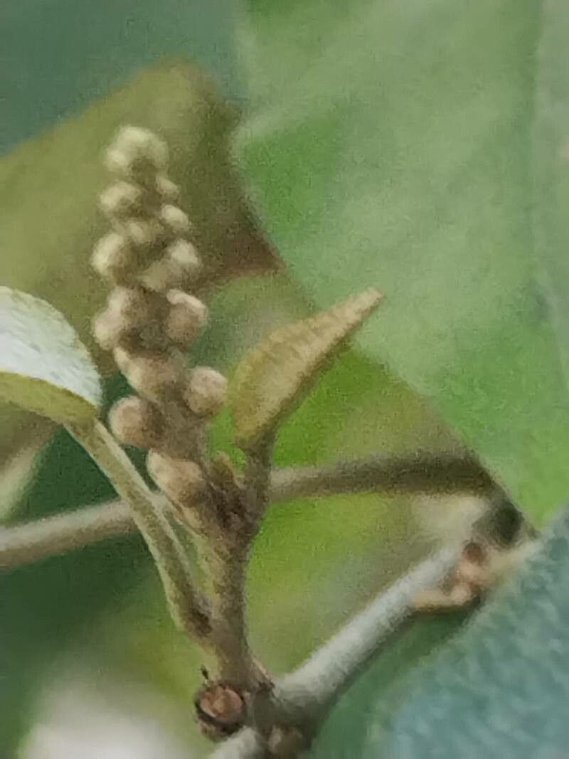 Croton reflexifolius flower