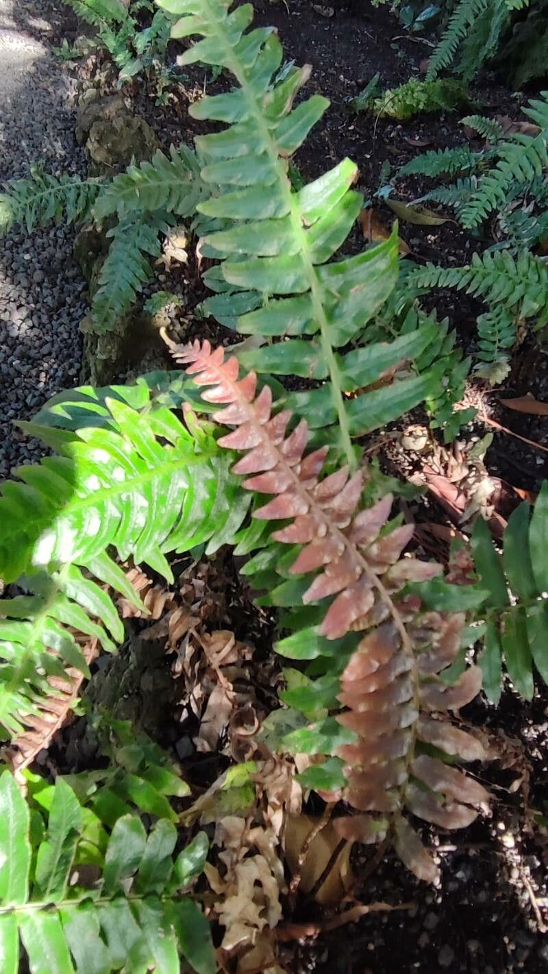 Blechnum auriculatum — related species from the same genus