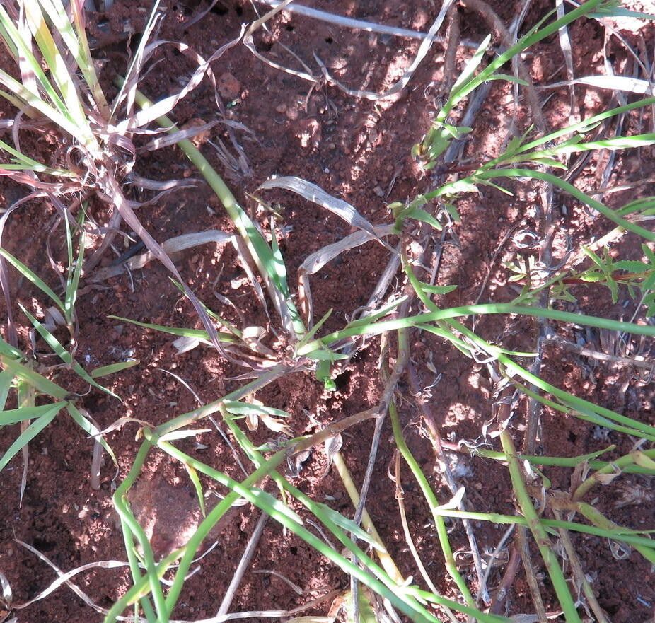 Wahlenbergia virgata habit