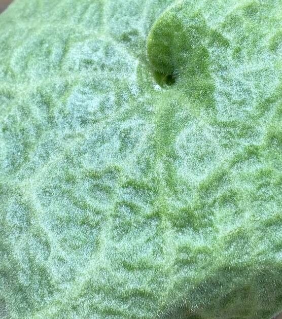 Tylecodon singularis — houseplant care guide