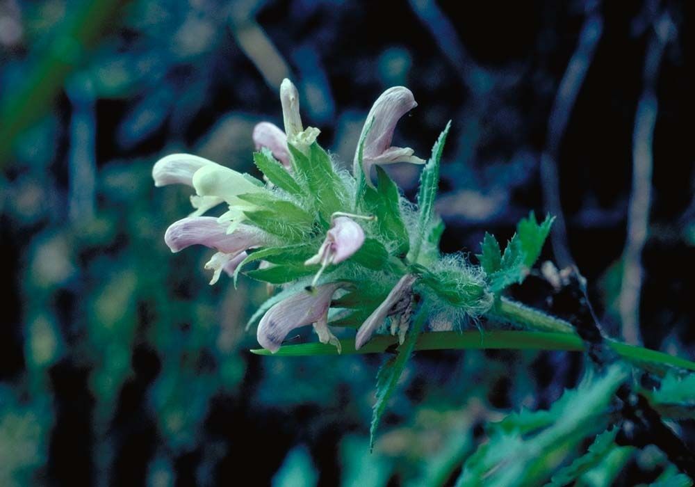 Pedicularis dudleyi — search result for 'Pedicularis'