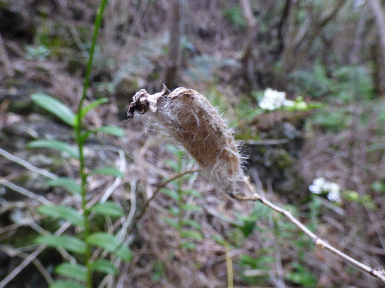 Cryptopus elatus fruit