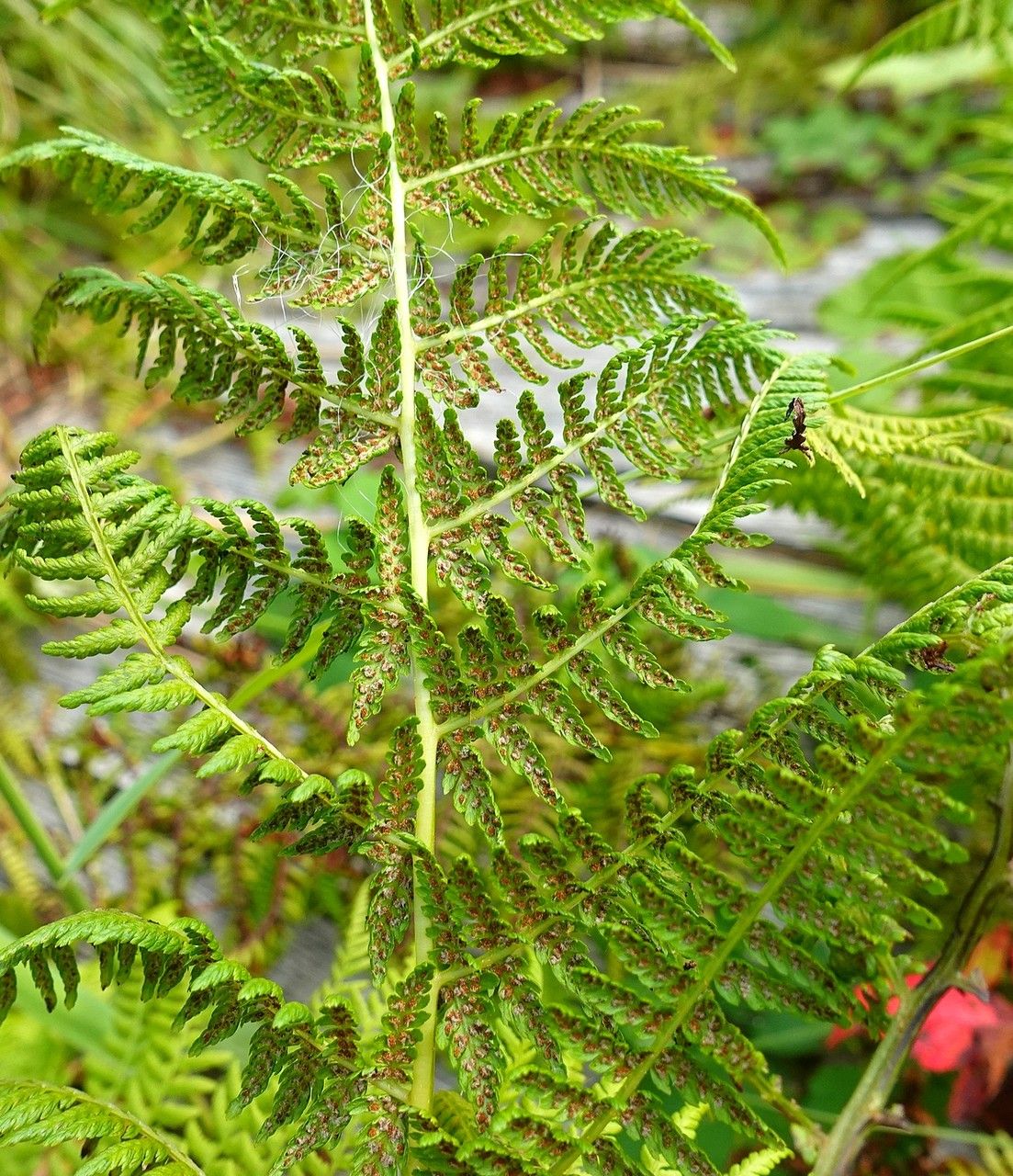 Athyrium distentifolium flower