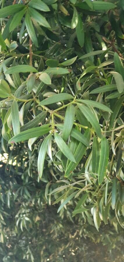 Podocarpus chinensis leaf