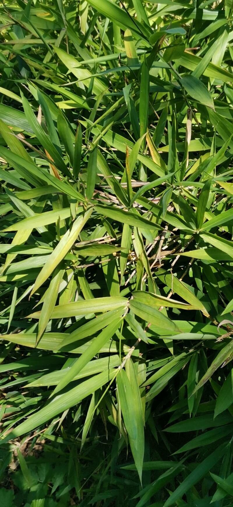 Arundinaria argenteostriata leaf