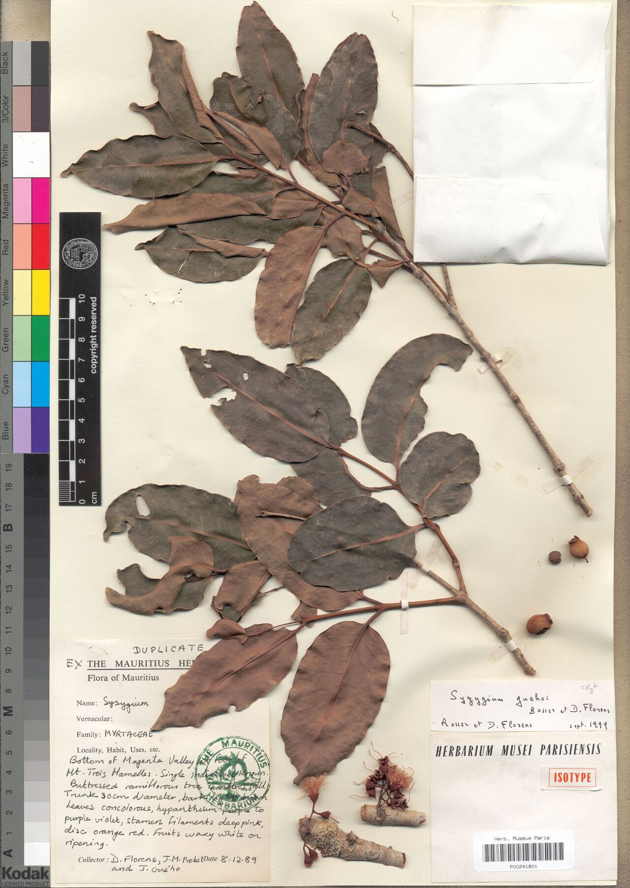 Syzygium guehoi — houseplant care guide