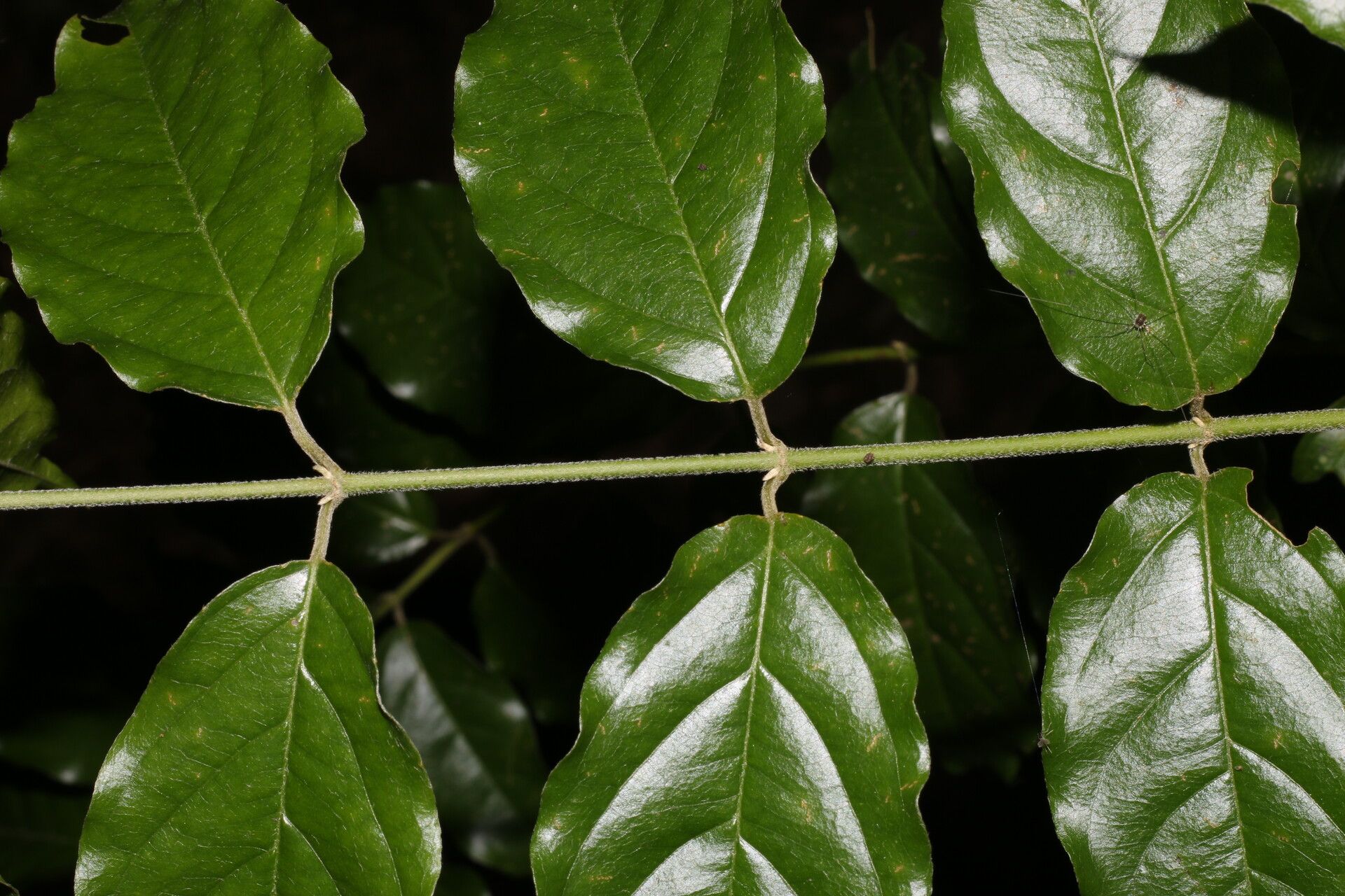 Tetrapterys schiedeana — related species from the same genus