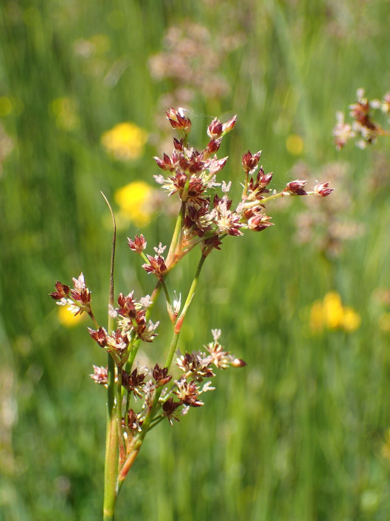 Juncus acutiflorus flower