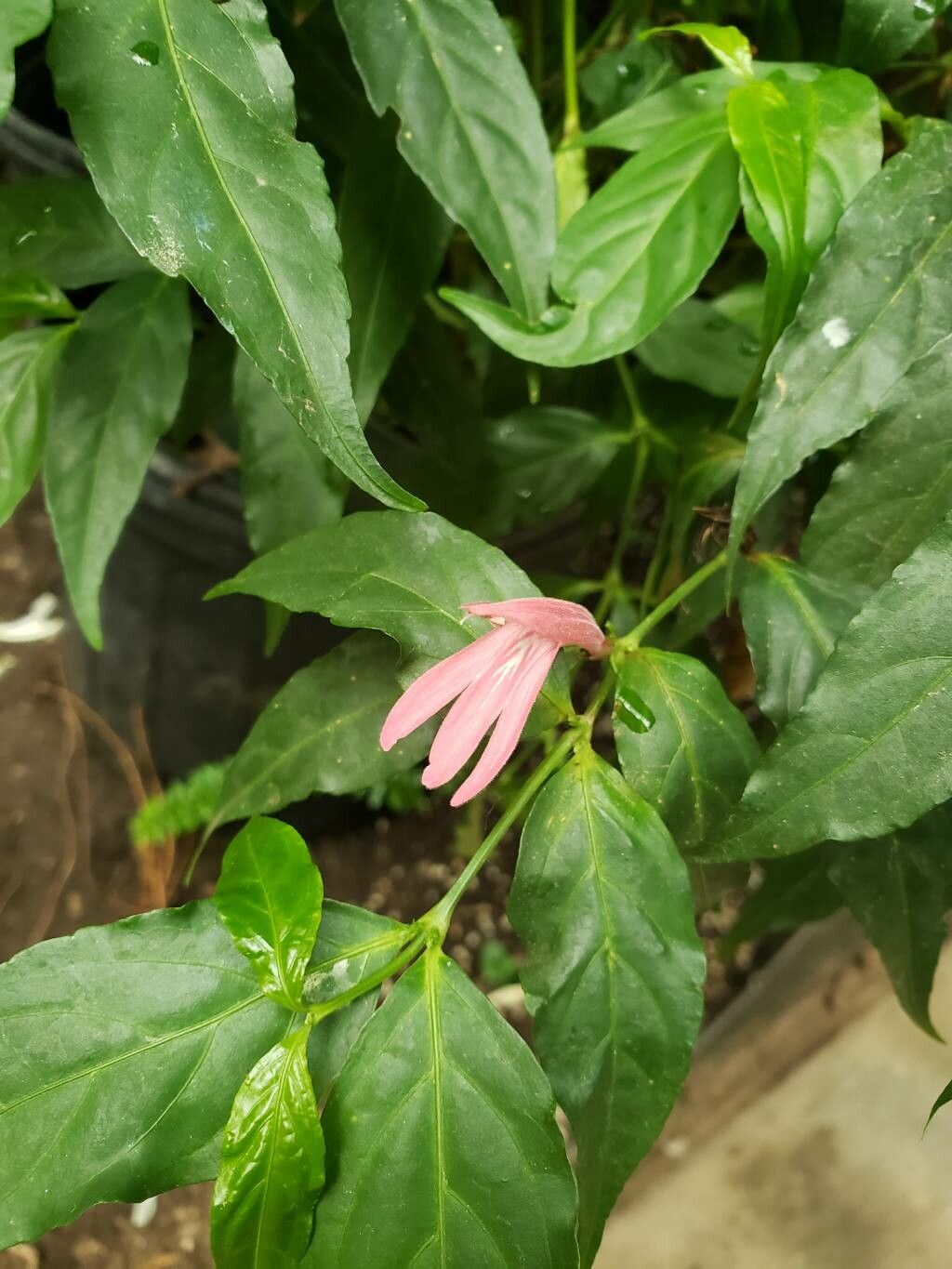 Dianthera candicans flower
