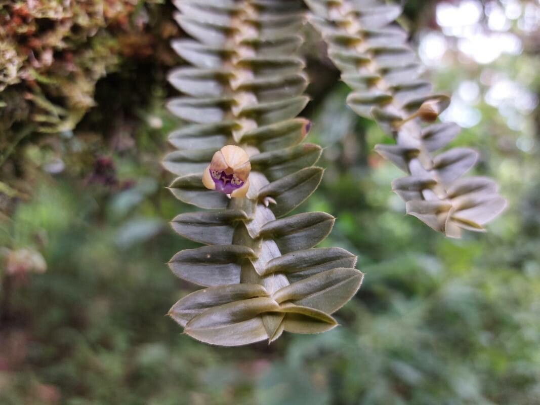 Dichaea muricata flower