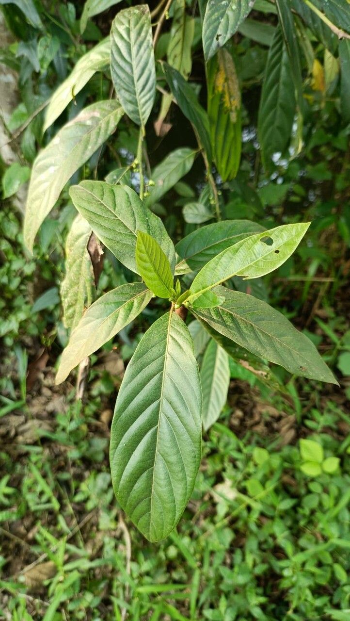 Litsea salicifolia — search result for 'Litsea'