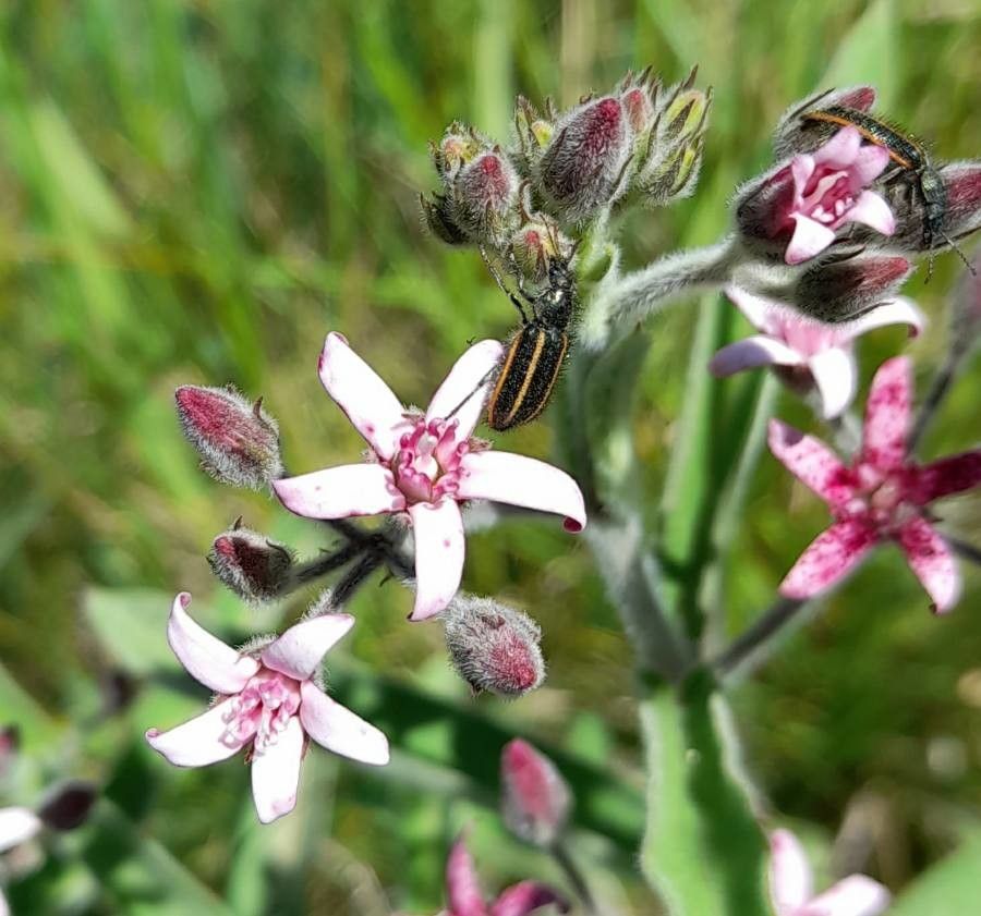 Oxypetalum solanoides flower