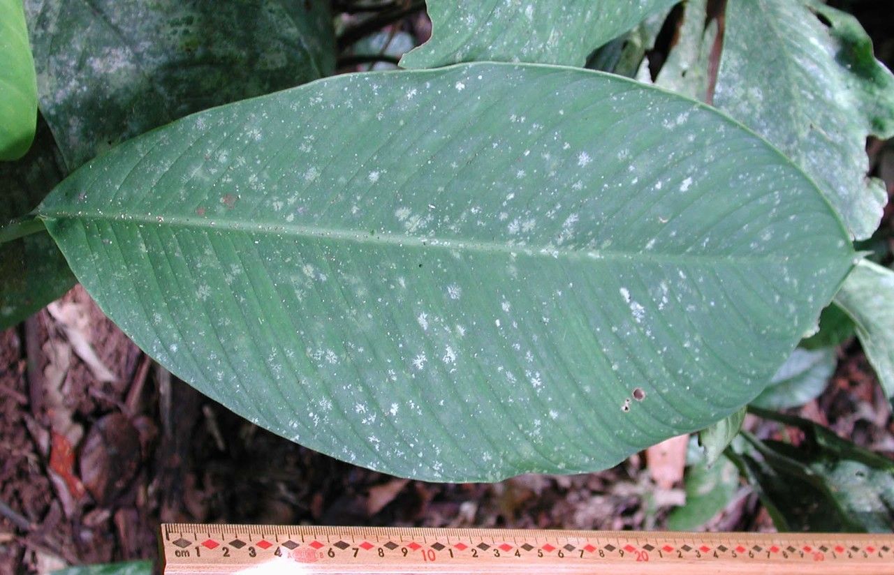 Spathiphyllum fulvovirens leaf