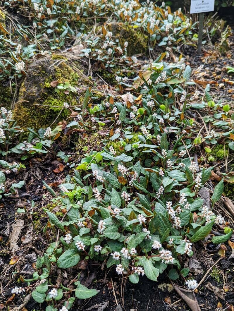 Bistorta tenuicaulis habit