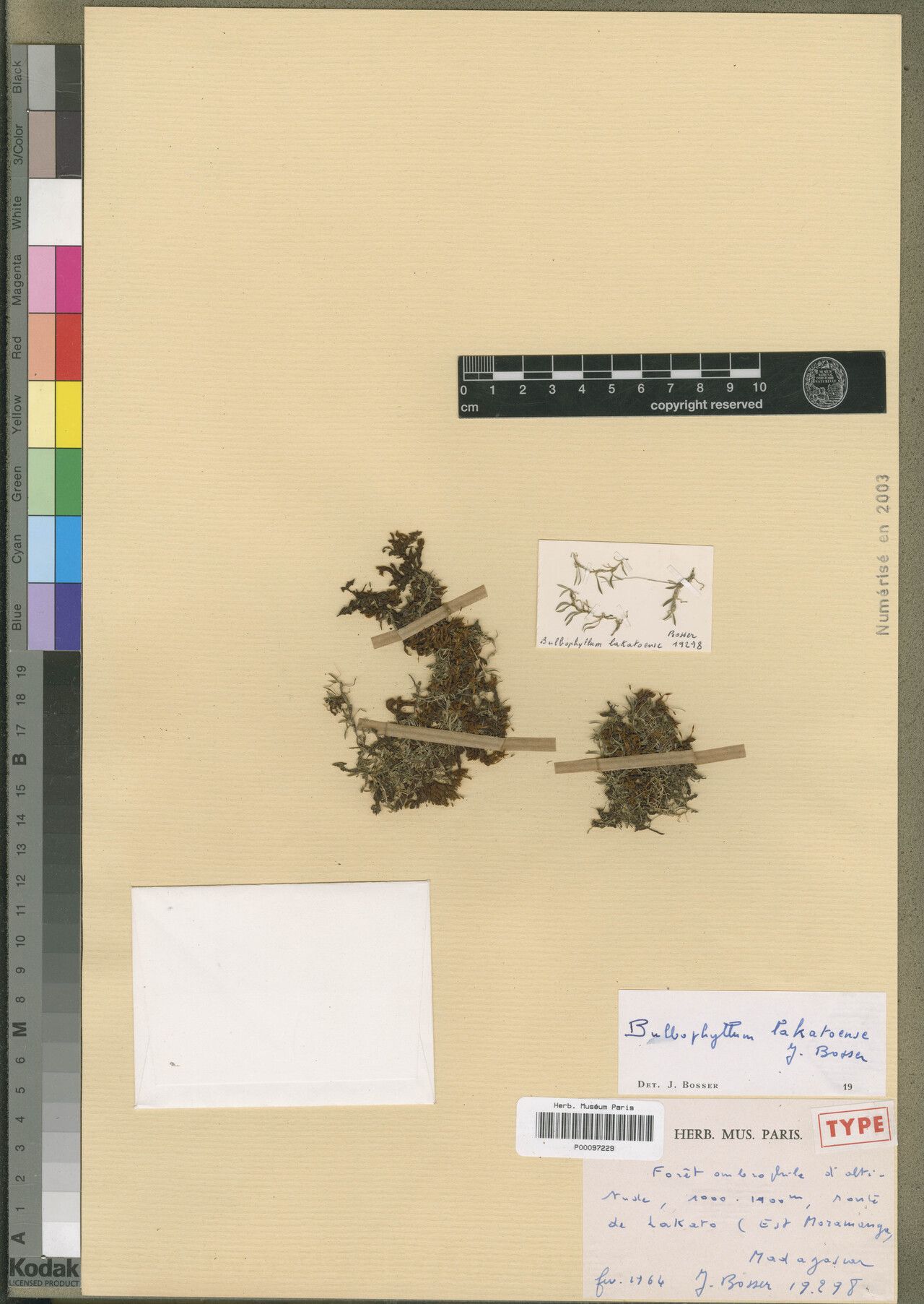 Bulbophyllum lakatoense — houseplant care guide