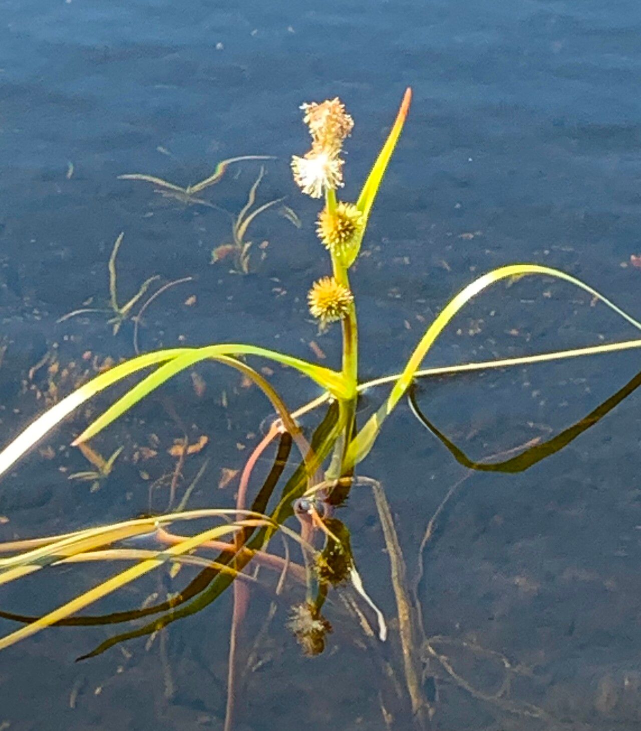 Sparganium natans flower
